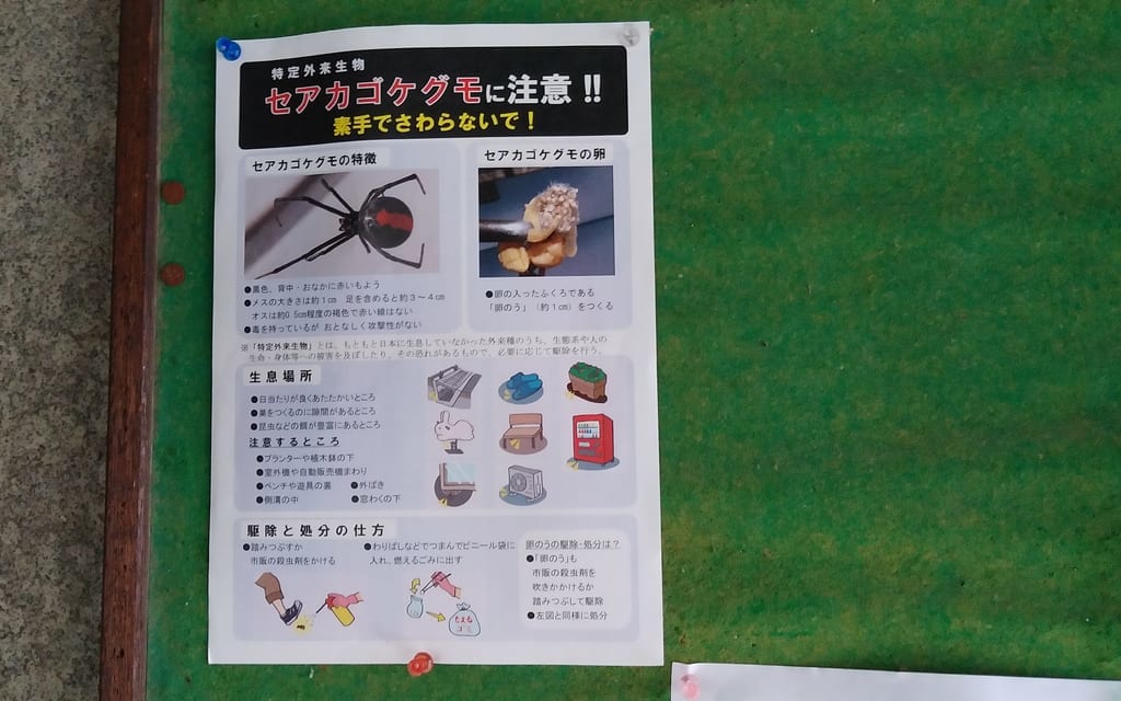 セアカゴケグモ