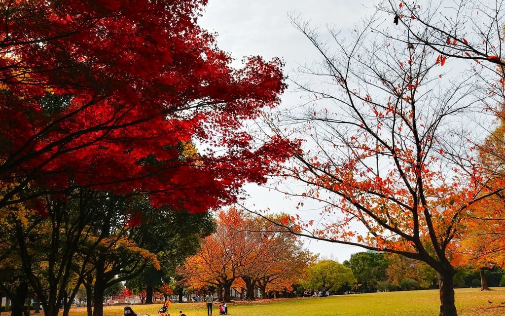 紅葉