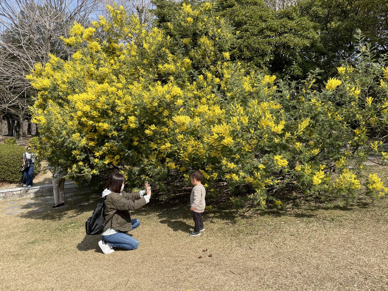春日市 春日公園の黄色い可愛い花 ミモザが満開です 号外net 春日市 大野城市 那珂川市